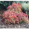 Nandina pygmia