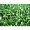 Liriope muscari monroe white (Lily Turf)