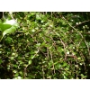 Myrsine divaricata (Weeping Matipou)