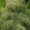 Myrsine divaricata (Weeping Matipou)