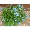 Myosotidium hortensia (Chatham Island Forget-me-not)
