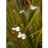Libertia ixioides (NZ Iris)