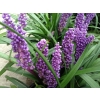 Liriope muscari (Lily Turf)