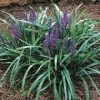 Liriope muscari (Lily Turf)