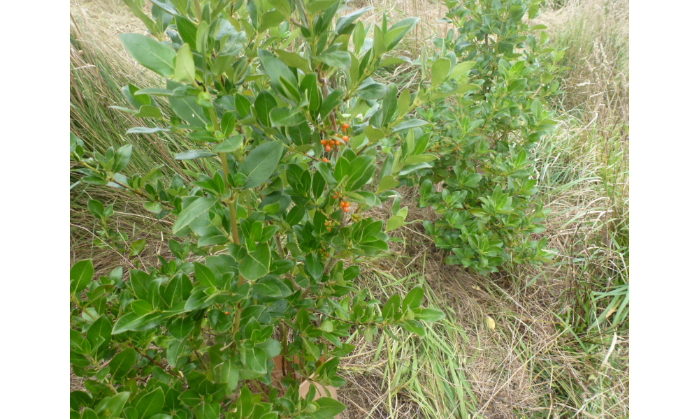 Autumn 2023 Coprosma robusta Karamu seeds (late autumn bird food)