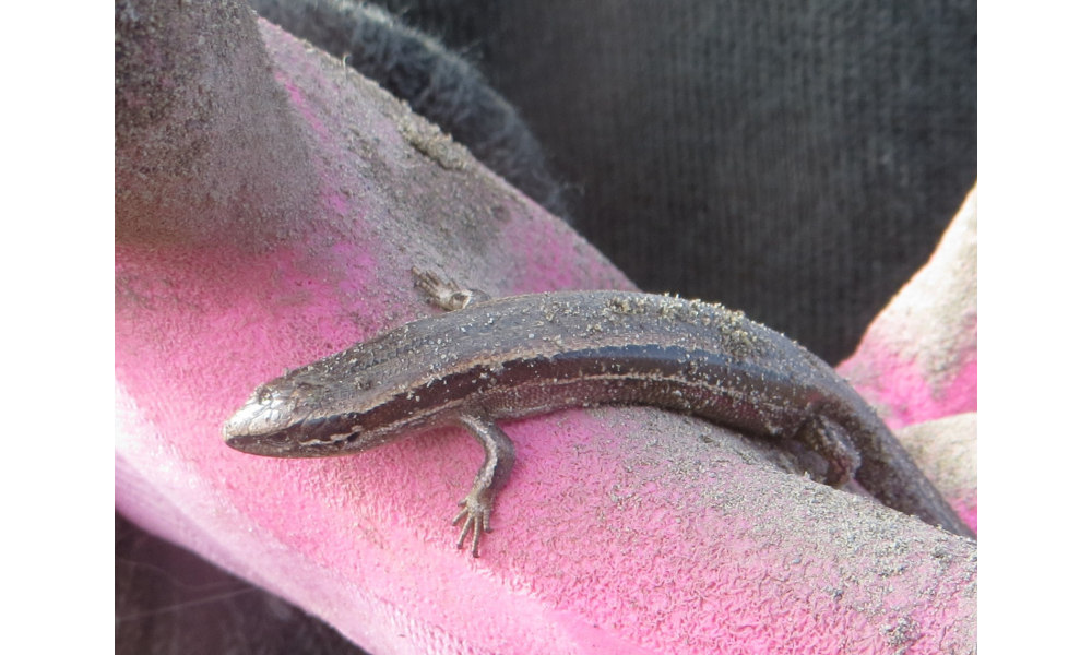 McCanns skink off to its new home