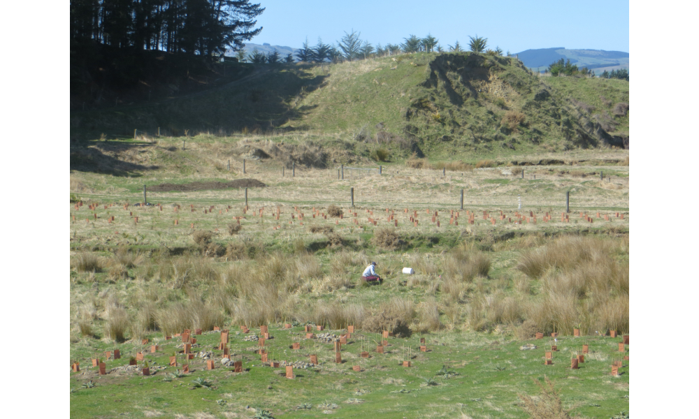 Plant communities on sheep and beef farm Mt Grey