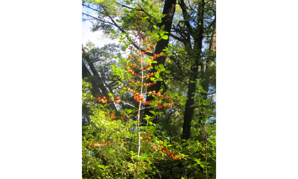 Locally eco-sourced Karamu frost hardy and fruitful