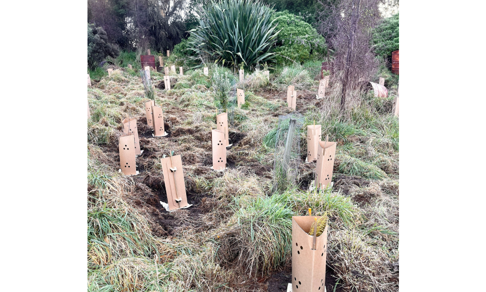 scargill reserve plant guards 