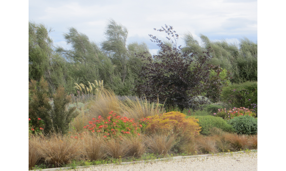 Native grasses