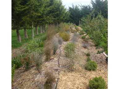 Newly Planted Mound
