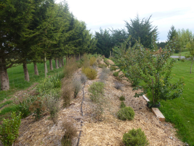 Newly Planted Mound