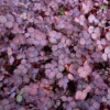 Acaena inermis purpurea (Purple Bidibid)