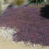 Acaena inermis purpurea (Purple Bidibid)