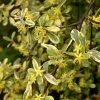 Corokia Sunsplash