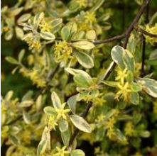 Corokia Sunsplash