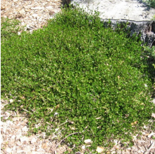 Muehlenbeckia axillaris (Creeping Pohuehue)