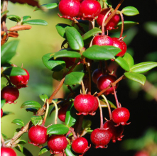 Myrtus ugni (NZ Cranberry, Chilean Guava)