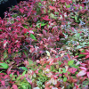 Nandina Firepower (Heavenly Bamboo)