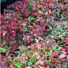 Nandina Firepower (Heavenly Bamboo)