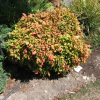 Nandina Firepower (Heavenly Bamboo)