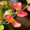 Fuscospora fusca (Tawhai Raunui, Red Beech)