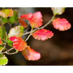 Nothofagus fusca (Red Beech)