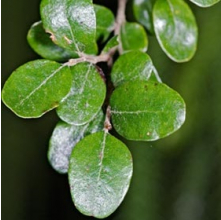 Fuscospora solandri (Tawhai Rauriki, Black Beech)