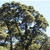 Fuscospora solandri (Tawhai Rauriki, Black Beech)