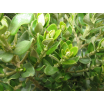 Olearia nummularifolia