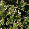 Olearia nummulariifolia (Tree Daisy)