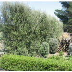 Olearia lineata dartonii (Twiggy Tree Daisy)
