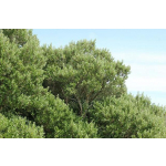 Olearia traversii