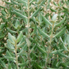 Olearia traversii (Hakapiri, Chatham Island akeake)