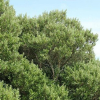 Olearia traversii (Hakapiri, Chatham Island akeake)