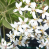 Olearia traversii (Hakapiri, Chatham Island akeake)