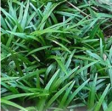 Ophiopogon japonicus Nana (Dwarf Mondo Grass)