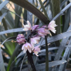 Ophiopogon planiscapus Black Dragon (Black Mondo Grass)