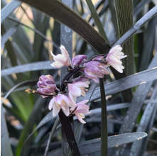 Ophiopogon planiscapus Black Dragon (Black Mondo Grass)