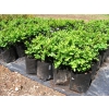 Buxus suffruticosa (Dwarf Box)