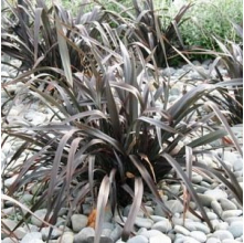 Phormium Black Rage (Black Flax)