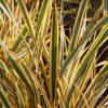 Phormium Golden Ray