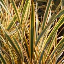 Phormium Golden Ray