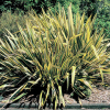 Phormium Golden Ray