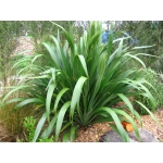 Phormium cookianum (Mountain Flax)