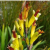 Phormium cookianum (Wharariki, Mountain Flax)