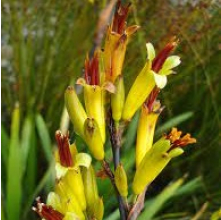 Phormium cookianum (Wharariki, Mountain Flax)