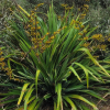 Phormium cookianum (Wharariki, Mountain Flax)