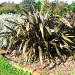 Purple Mountain Flax (Phormium cookianum Purpurea)