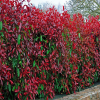 Photinia Red Robin (Photinia)